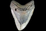 Bargain, Fossil Megalodon Tooth - Huge!!! #86503-1